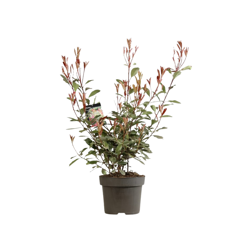 Photinia fraseri Louise
