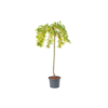 Caragana arborescens Pendula