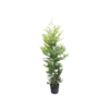 Cupressocyparis leylandii Castlewellan Gold