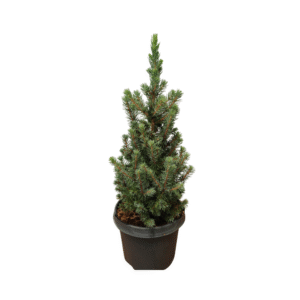 Picea glauca Sander's Blue