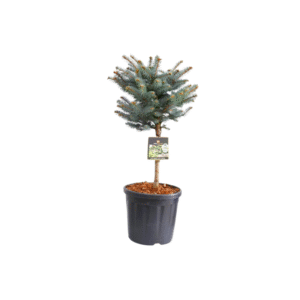 Picea pungens Glauca Globosa