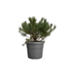 Pinus mugo pumilio