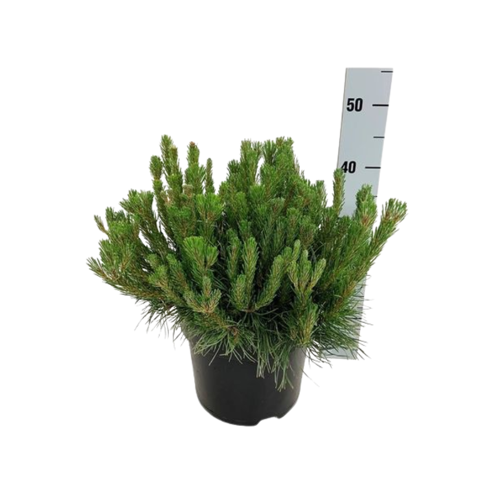 Pinus mugo pumilio