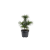 Pinus schwerinii Wiethorst