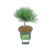 Pinus strobus Blue Shag