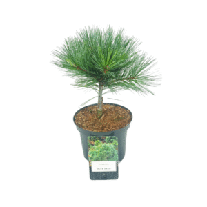 Pinus strobus Blue Shag