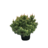 Pinus sylvestris Beuvronensis