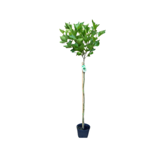 Platanus acerifolia Alphens Globe