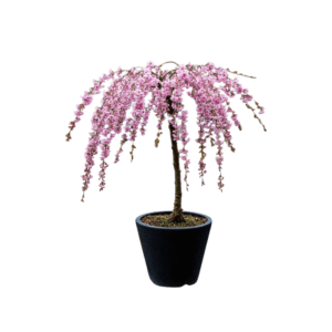 Prunus serr. Kiku-shidare-sakura