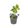 Hedera hibernica