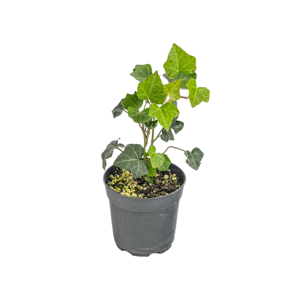 Hedera hibernica