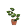 Juniperus Mint Julep Bonsai