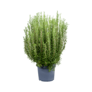 Rosmarinus officinalis