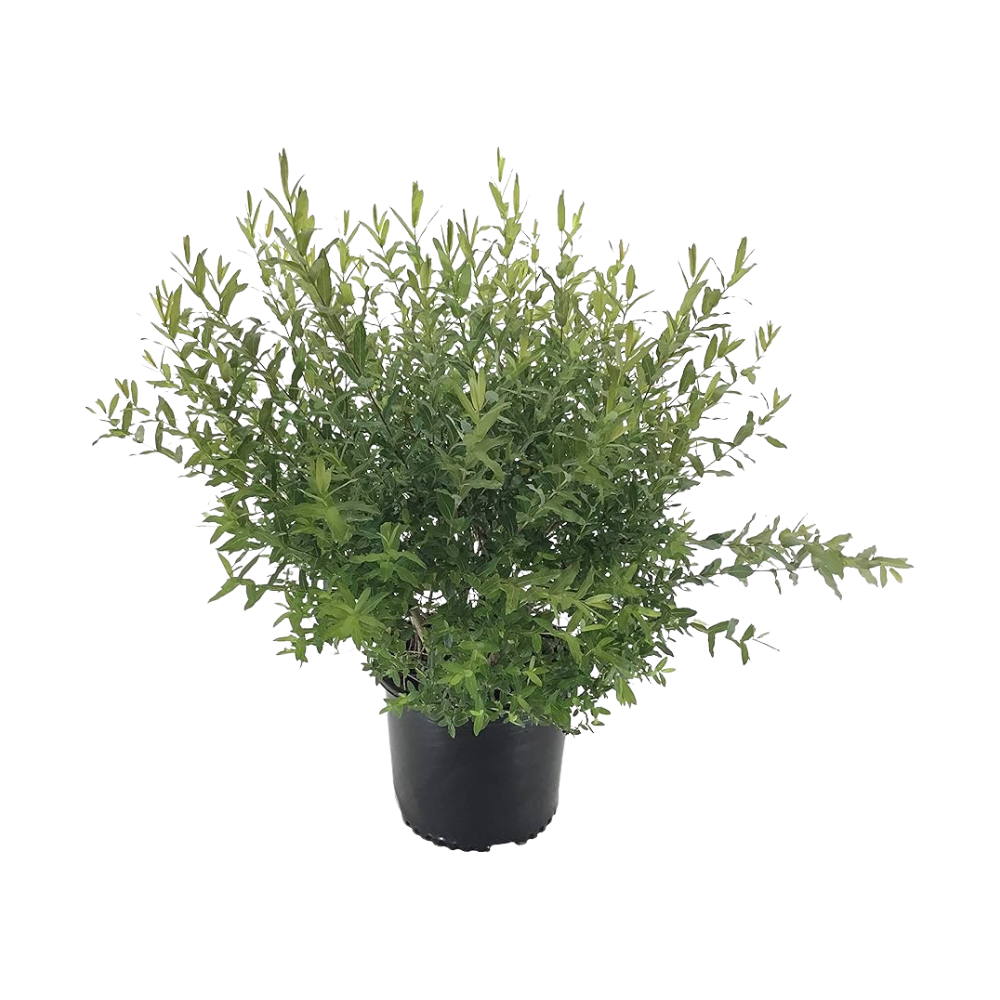 Salix integra Hakuro Nishiki