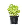 Sedum