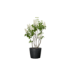 Syringa vulg Mme Lemoine