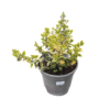 Euonymus fort Emerald Gold