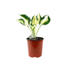 Hosta Fire Ice