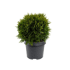 Thuja occ Danica