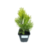 Thuja occ Golden Smaragd