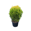 Thuja orient Aurea Nana