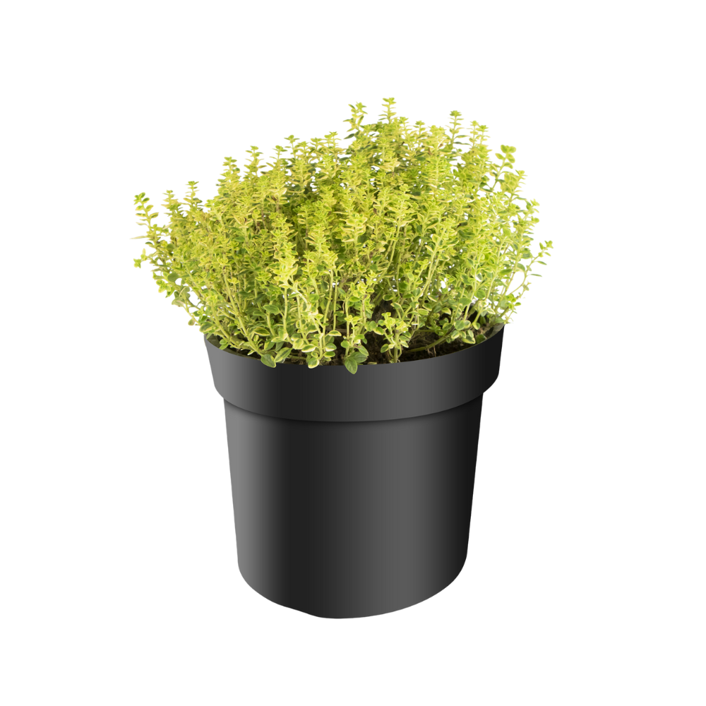 Thymus citr Aureus