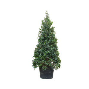 Ilex mut Nellie Stevens C350 con