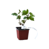 Viburnum opulus 'Roseum'