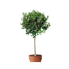 Olea europea ½ std
