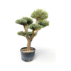 Olea europea bonsai