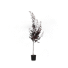 PRUNUS CER.PISSARDII NIGRA C25