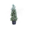 Picea pungens Koster glauca 300cm
