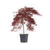 Acer dissectum Inabare 12std