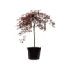 Acer dissectum Inabare 14std