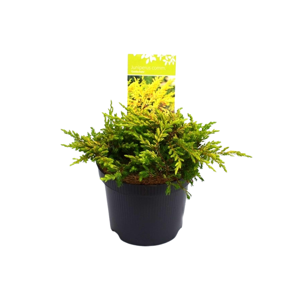 Juniperus comm Gold Schatz