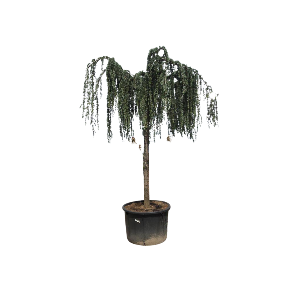 CEDRUS ATLANTICA GL.PENDULA C350