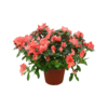 Azalea indica