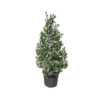 Ilex mat. Nellie Stevens