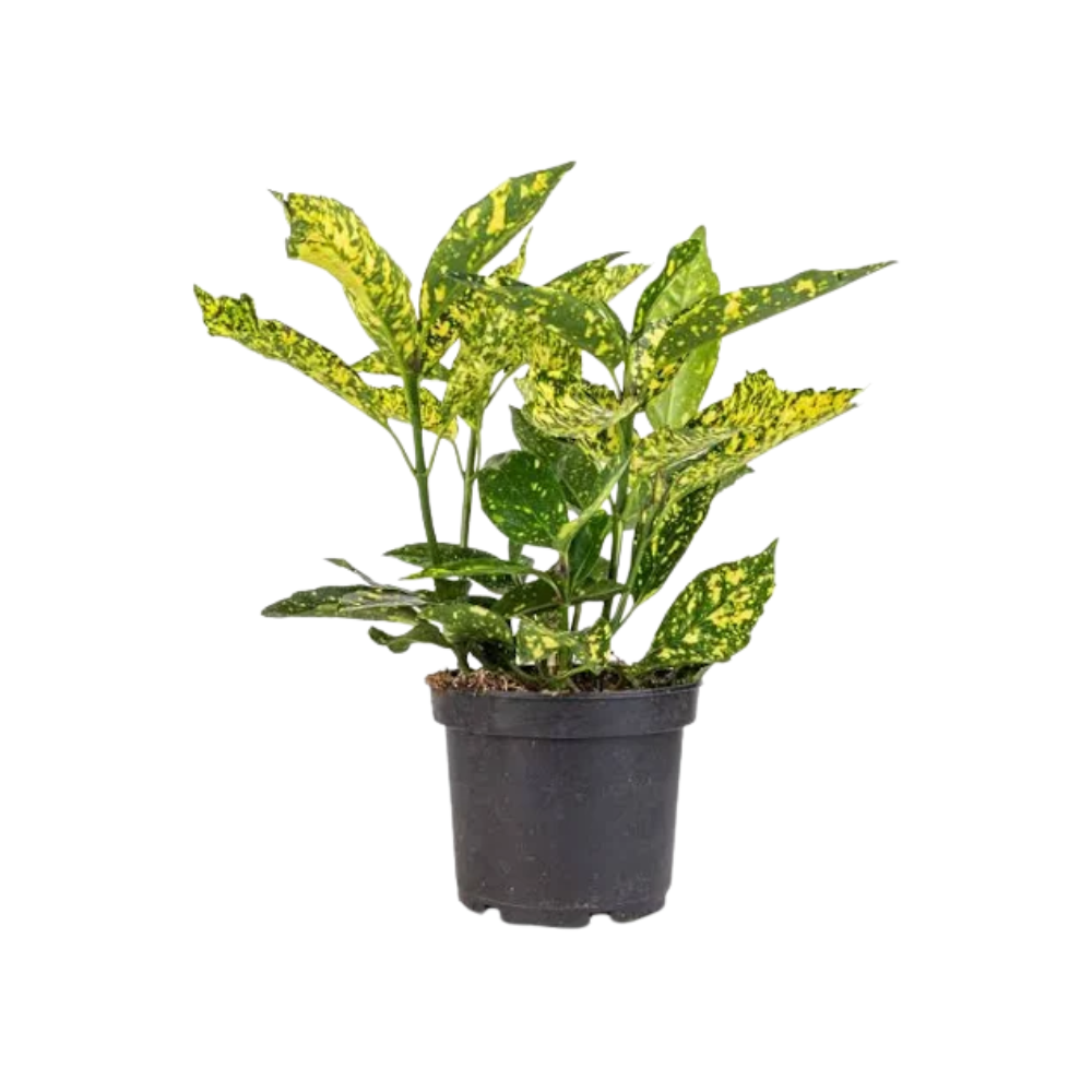 Aucuba jap Variegata