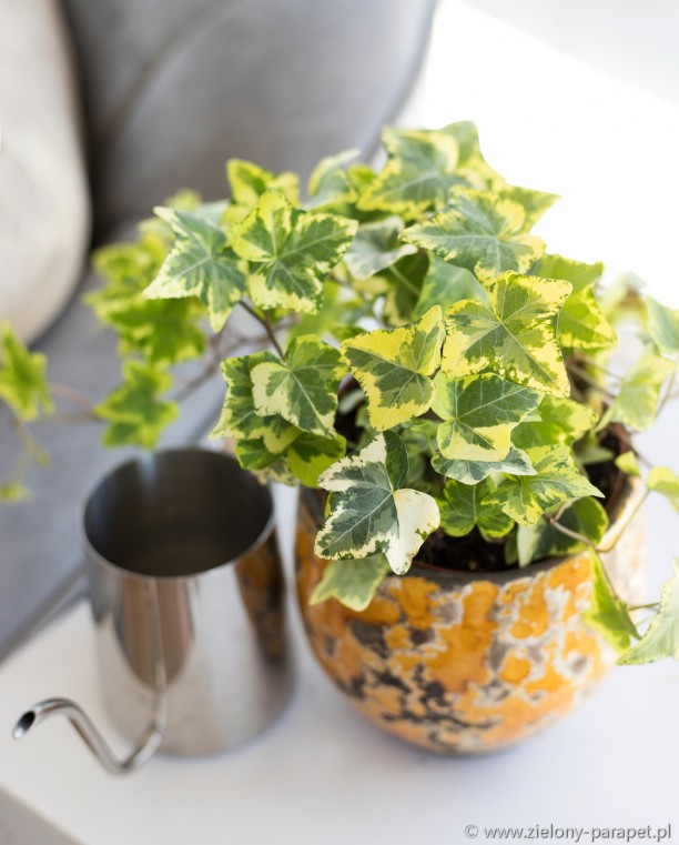 Hedera helix Golden Kolibri - Grdini la Cheie