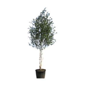 Mesteacan Multistem