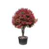 Photinia f red robin