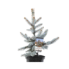 Picea Pungens Hoopsii