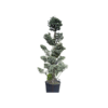 Cedrus Atlantica Alauca c180 BONSAI H250