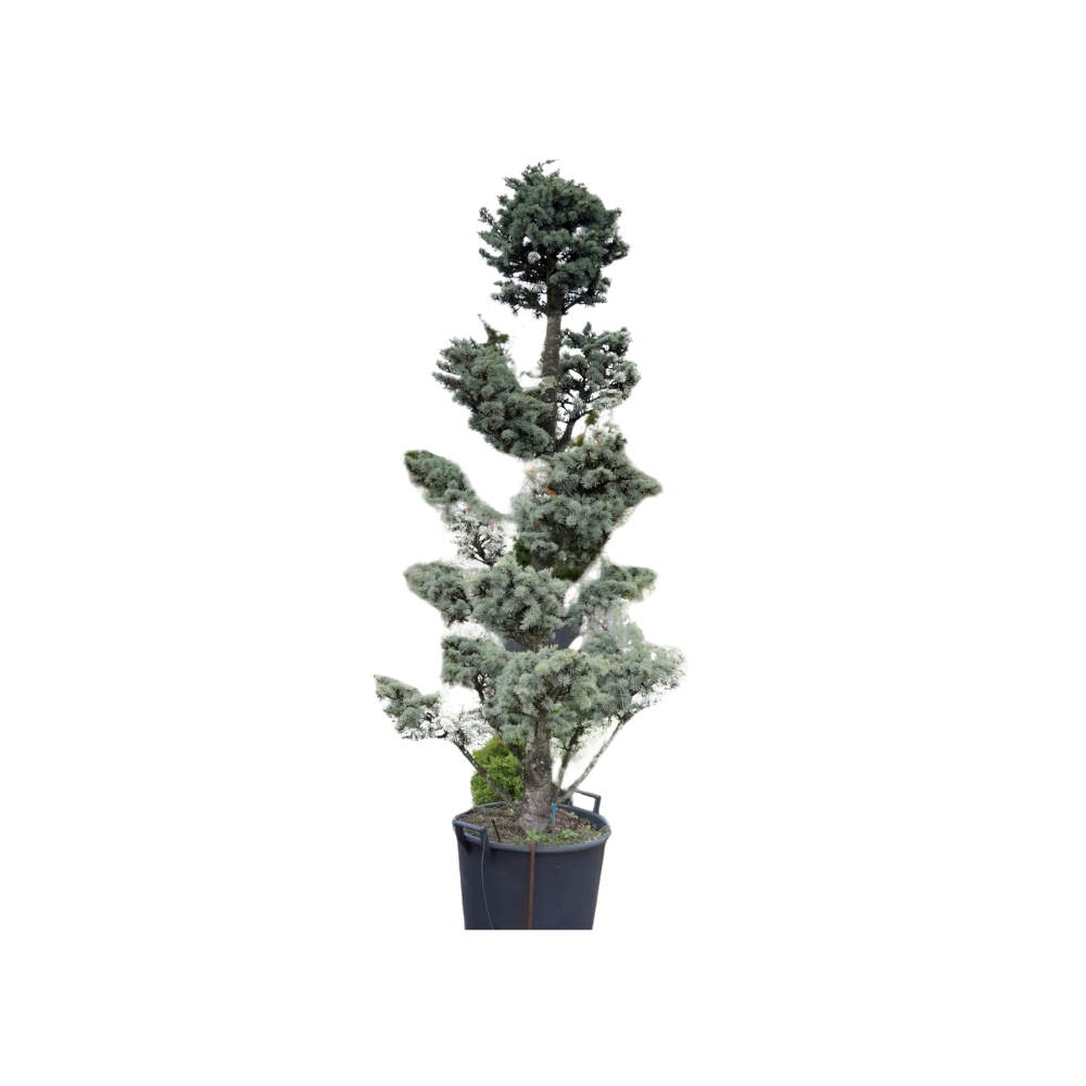 Cedrus Atlantica Alauca c180 BONSAI H250