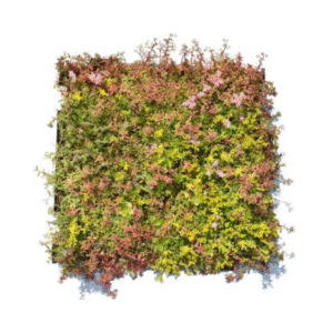 gazon sedum