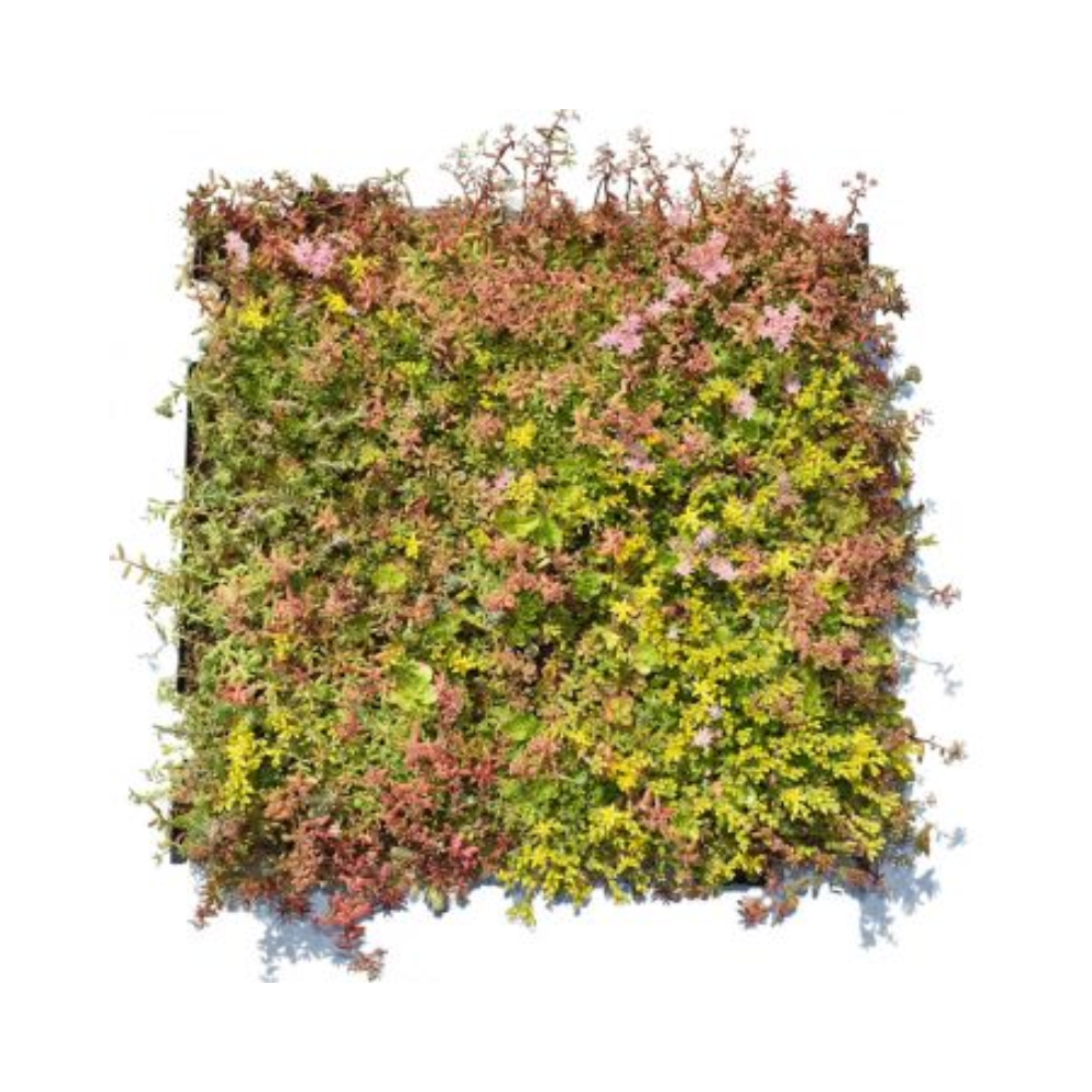 gazon sedum