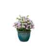 Spiraea betulifolia 'Pink Sparkler'