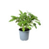 Salvia officinalis