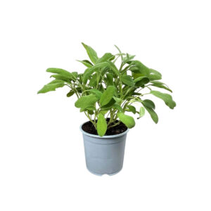 Salvia officinalis